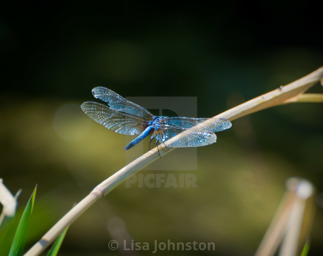 "Dragonfly" stock image