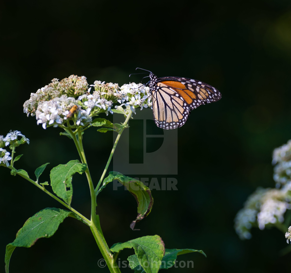 "Monarch Butterly" stock image