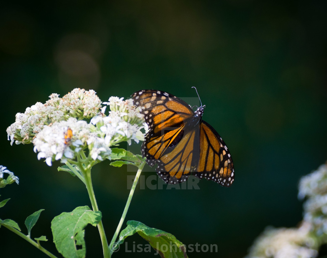 "Wings of a butterfly" stock image