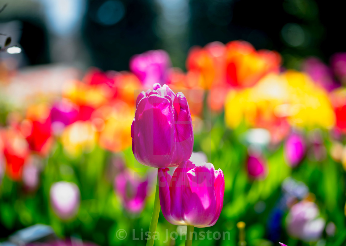 "Tulips in springtime" stock image