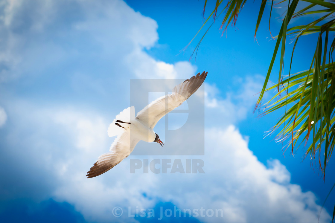 "Seagull" stock image