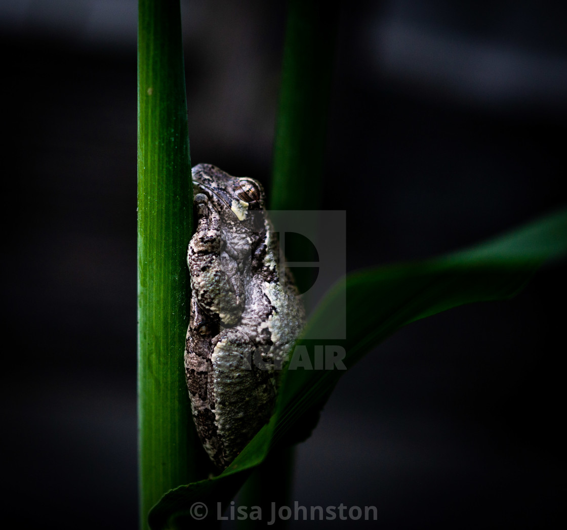 "Frog on a stalk" stock image