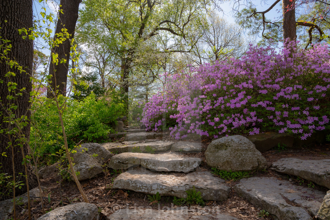 "Purple Spring" stock image