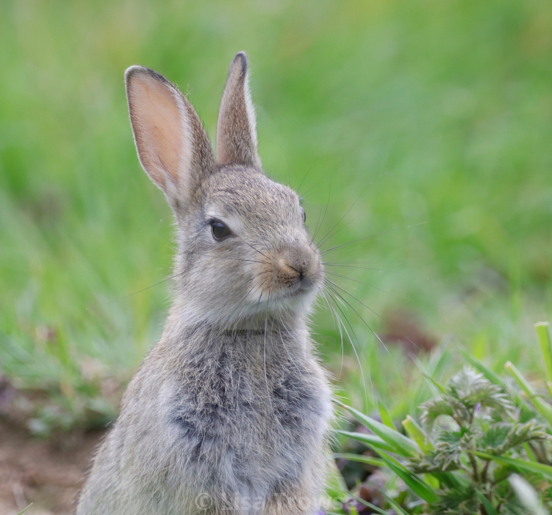 "Annoyed Rabbit" stock image