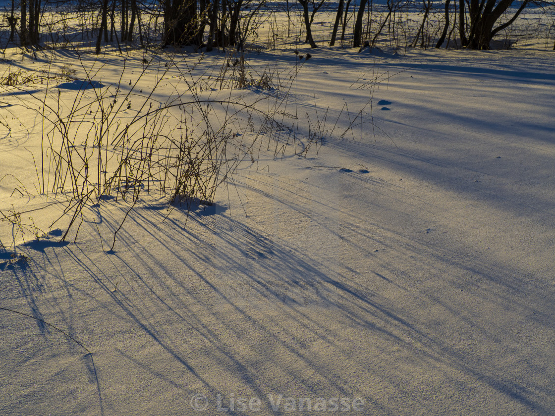 "Tall grasses and their shadows." by Lise Vanasse - £1.00 "Tall grasses and their shadows." stock image