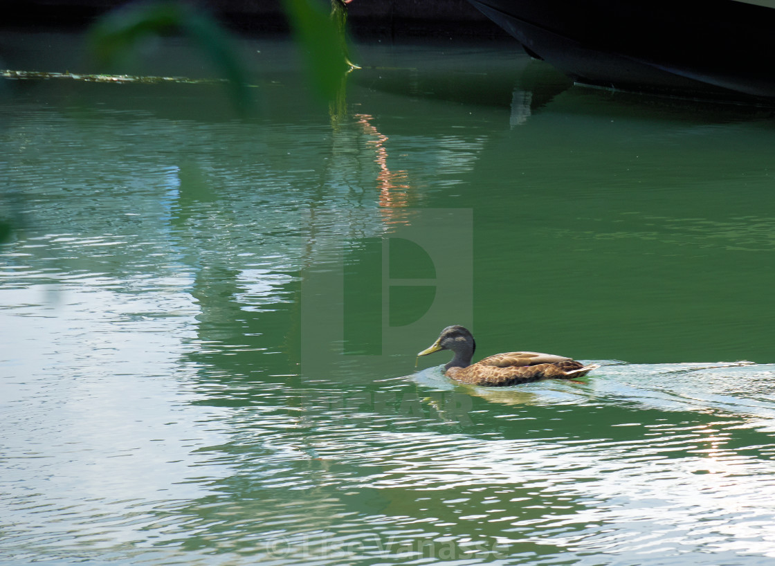 "A duck strolling in the water." by Lise Vanasse - £1.00 "A duck strolling in the water." stock image