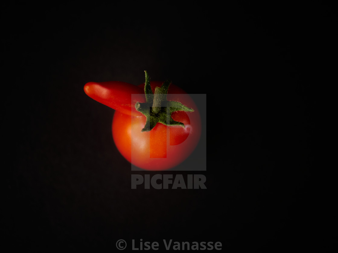 "Small tomato with a protuberance." by Lise Vanasse - £1.00 "Small tomato with a protuberance." stock image