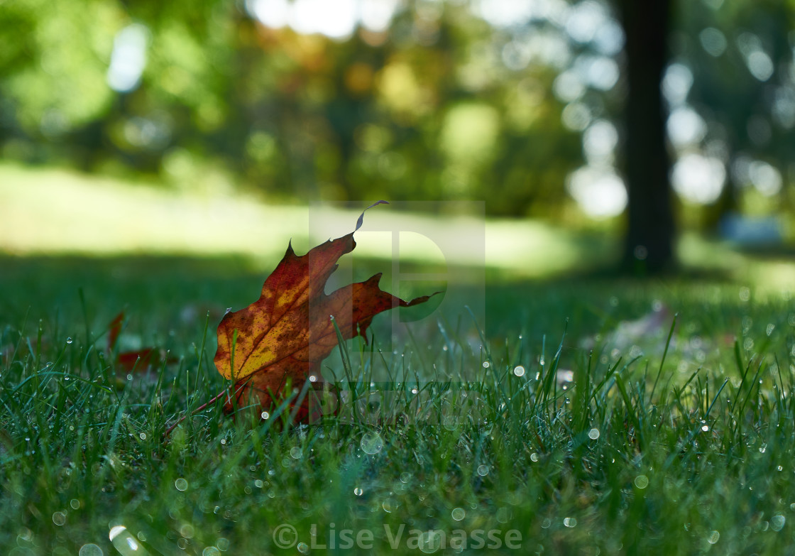"A single leaf after a rain." by Lise Vanasse - £1.00 "A single leaf after a rain." stock image