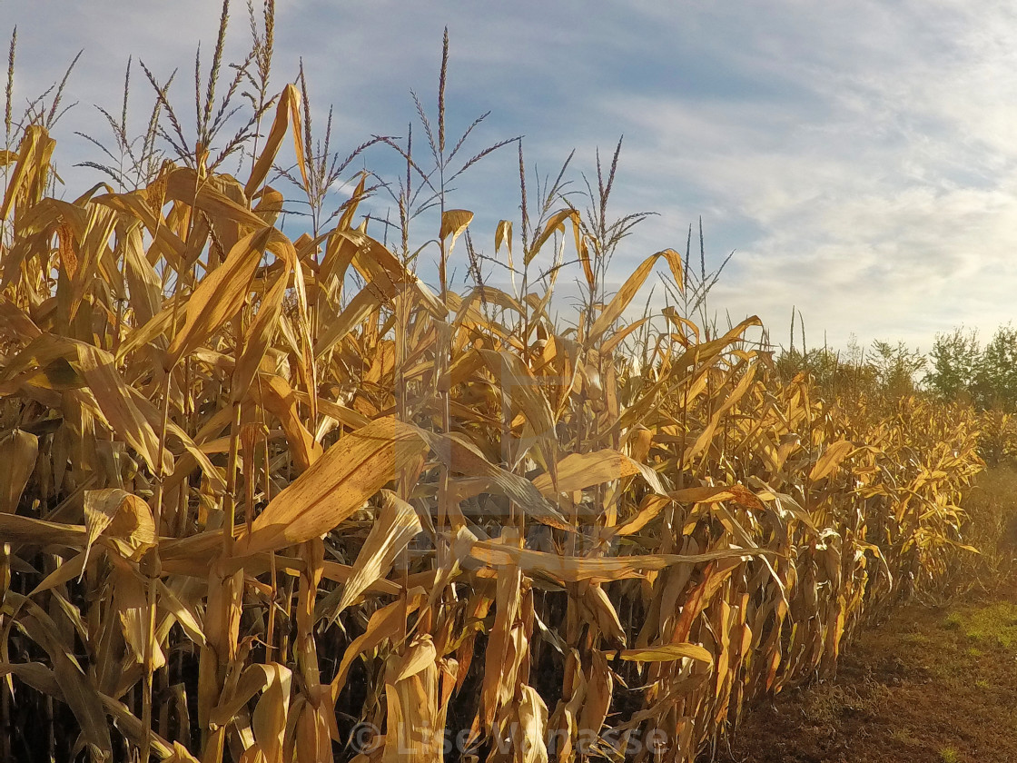 "Corn on the cob in the sun." by Lise Vanasse - £1.00 "Corn on the cob in the sun." stock image