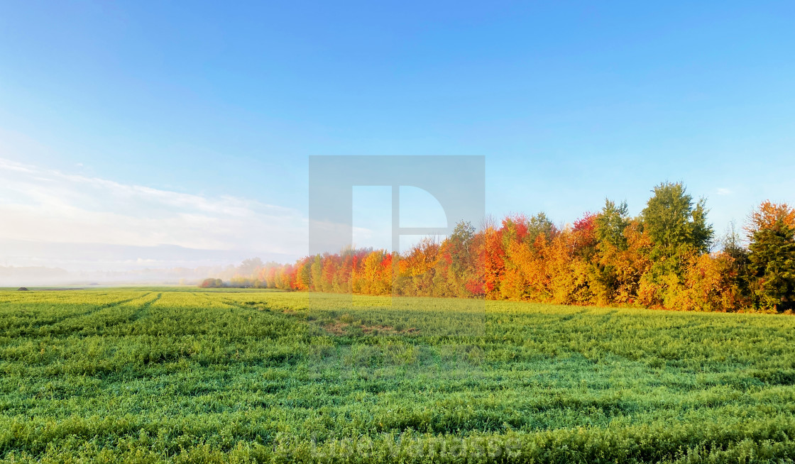 "A row of trees in different colors." by Lise Vanasse - £1.00 "A row of trees in different colors." stock image