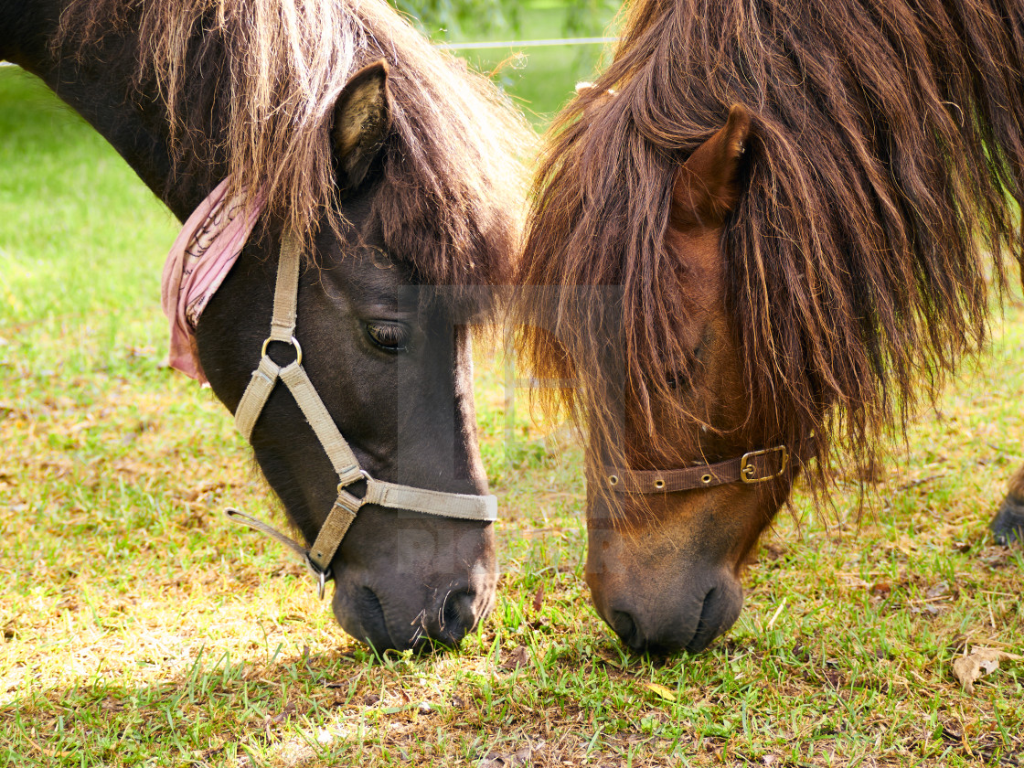"Two horses eating grass." by Lise Vanasse - £1.00 "Two horses eating grass." stock image