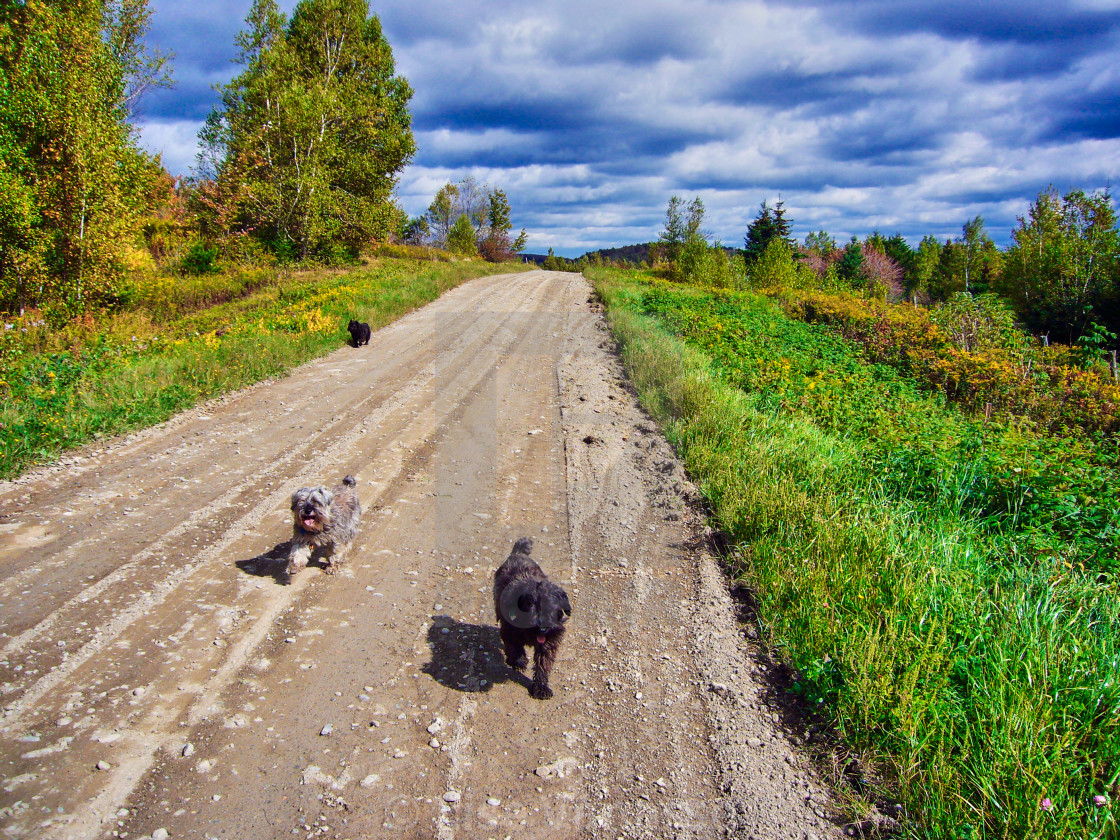 "My three dogs who liked to walk." by Lise Vanasse - £1.00 "My three dogs who liked to walk." stock image