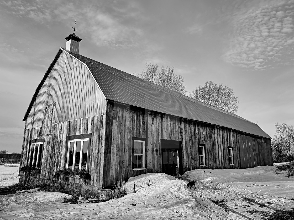 "A barn and a dog." by Lise Vanasse - £1.00 "A barn and a dog." stock image