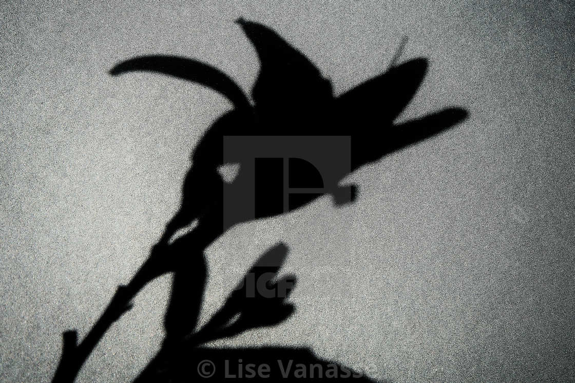"The shadow of a flower." by Lise Vanasse - £1.00 "The shadow of a flower." stock image