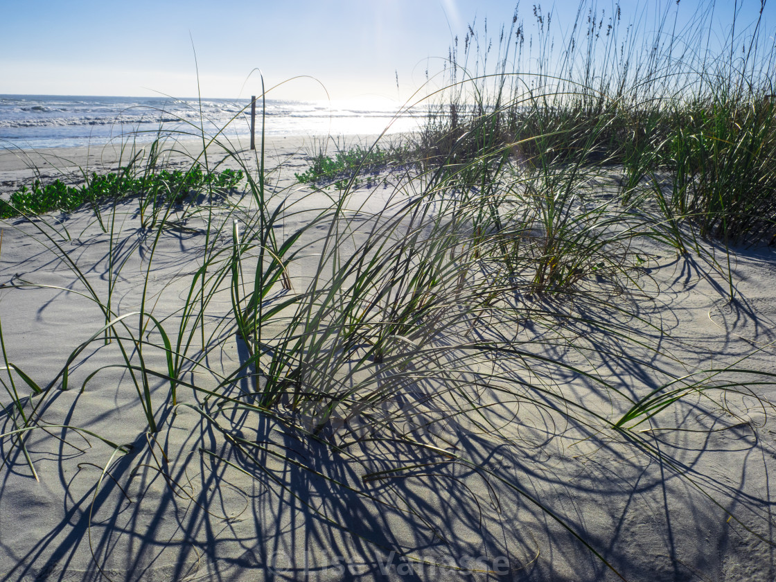 "Green plants from the edge of the water." by Lise Vanasse - £1.00 "Green plants from the edge of the water." stock image