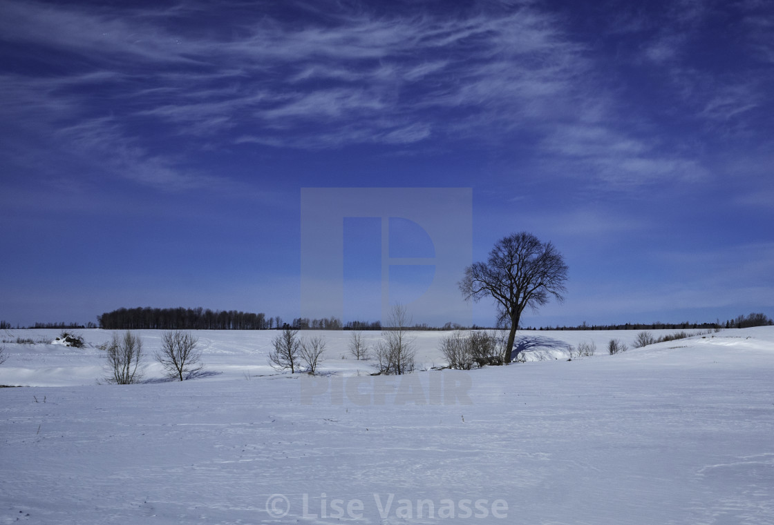 "A single tree in the field." by Lise Vanasse - £1.00 "A single tree in the field." stock image