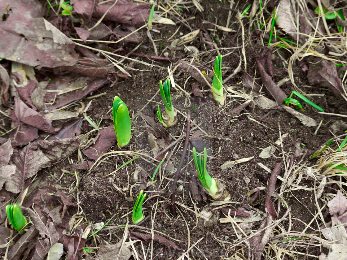 "Sprouts of spring flowers." by Lise Vanasse - $1.56 "Sprouts of spring flowers." stock image