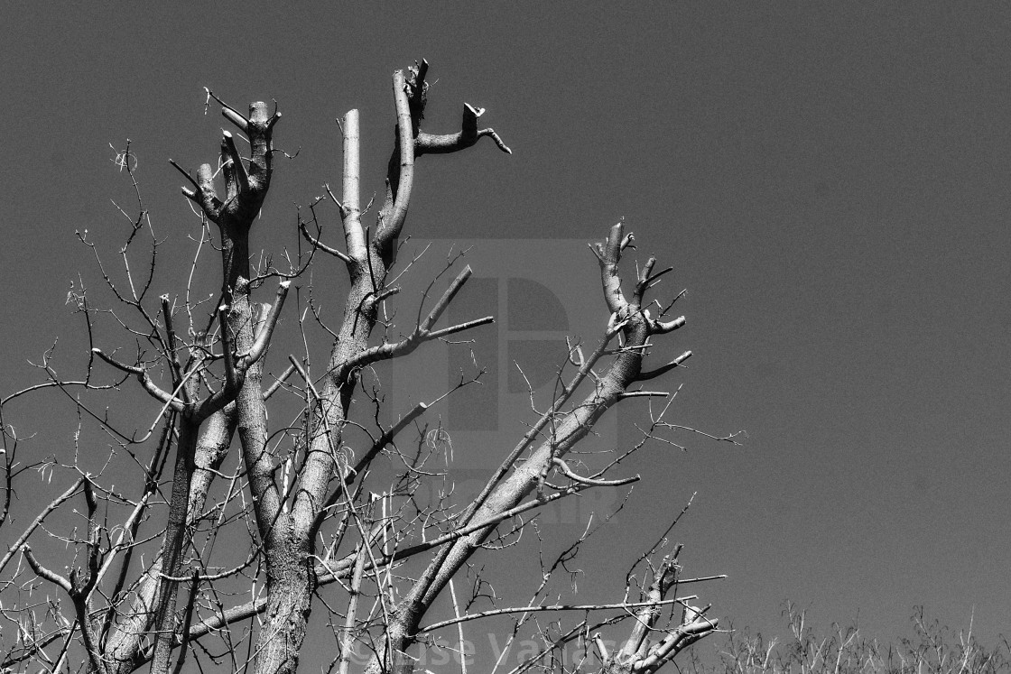 "Branches cut off on a tree." by Lise Vanasse - £1.00 "Branches cut off on a tree." stock image