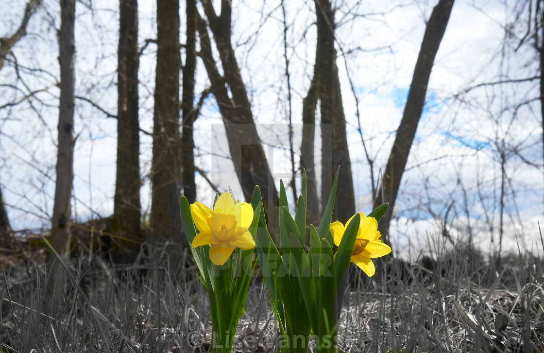 "Yellow spring flowers." by Lise Vanasse - £1.00 "Yellow spring flowers." stock image