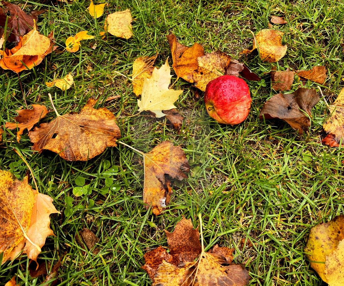 "An apple that fell from the tree." by Lise Vanasse - £1.00 "An apple that fell from the tree." stock image