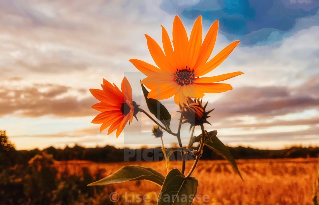 "Last flowers before winter." by Lise Vanasse - $1.56 "Last flowers before winter." stock image