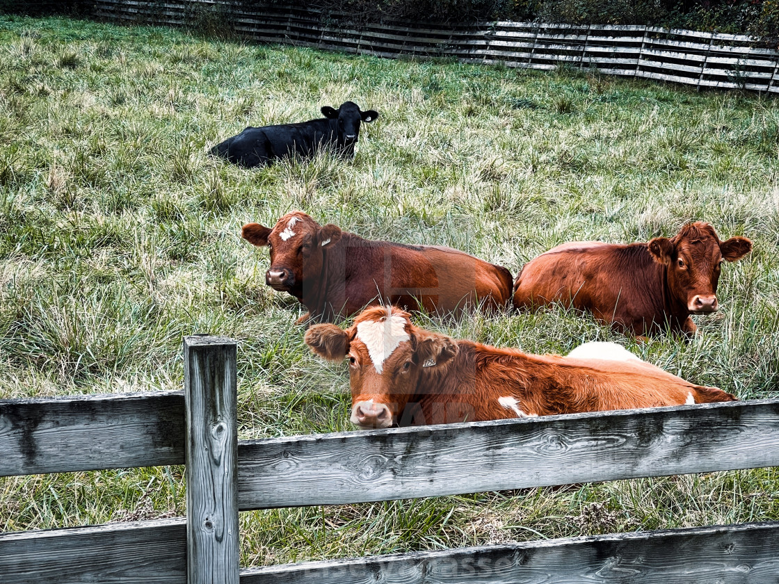 "Cows resting." by Lise Vanasse - £1.00 "Cows resting." stock image