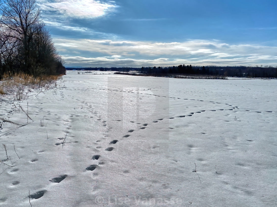 "Traces of deer in a field." by Lise Vanasse - £1.00 "Traces of deer in a field." stock image