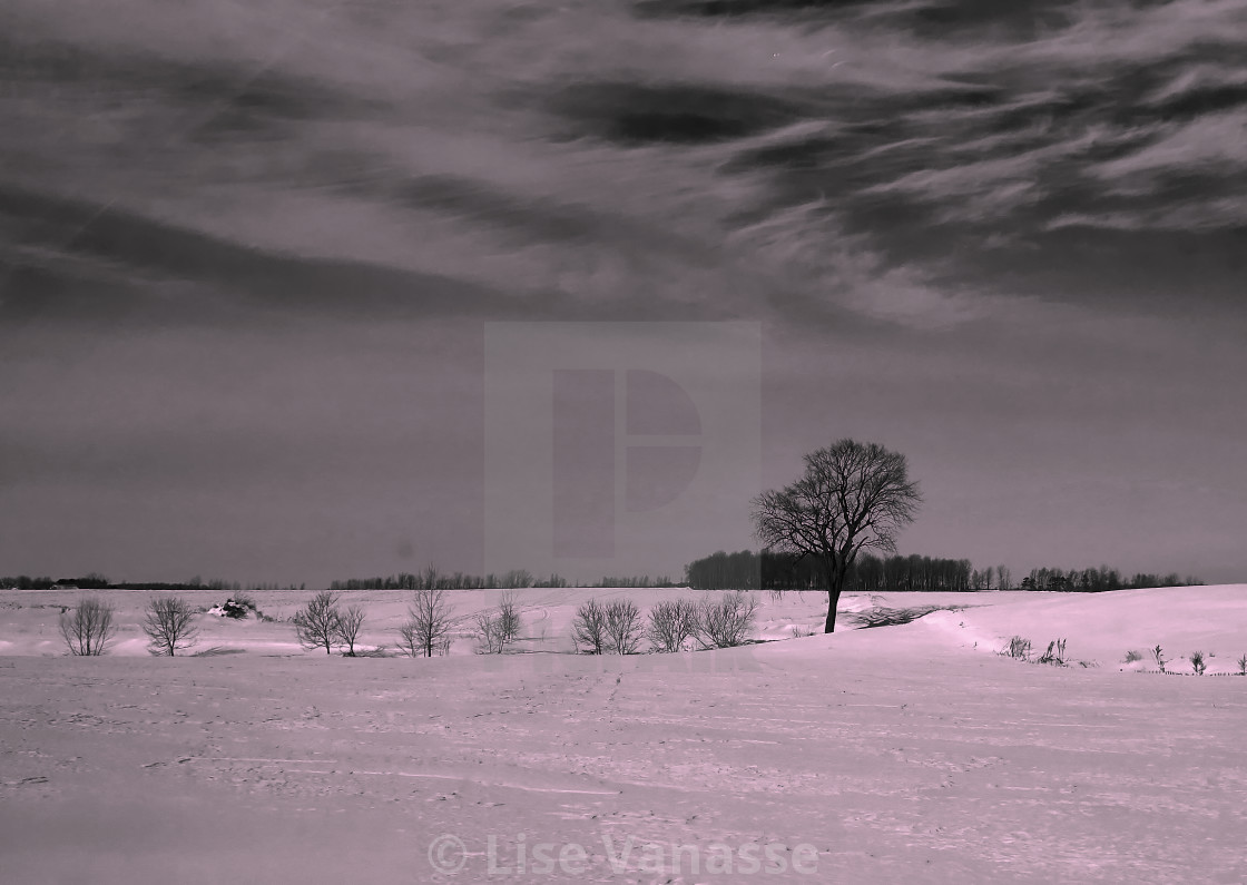 "A lone tree in the countryside." by Lise Vanasse - $1.56 "A lone tree in the countryside." stock image