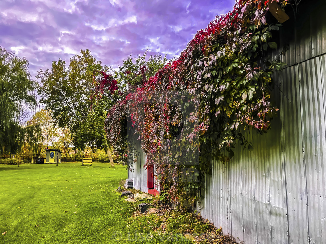 "Fall day in my yard." by Lise Vanasse - £1.00 "Fall day in my yard." stock image