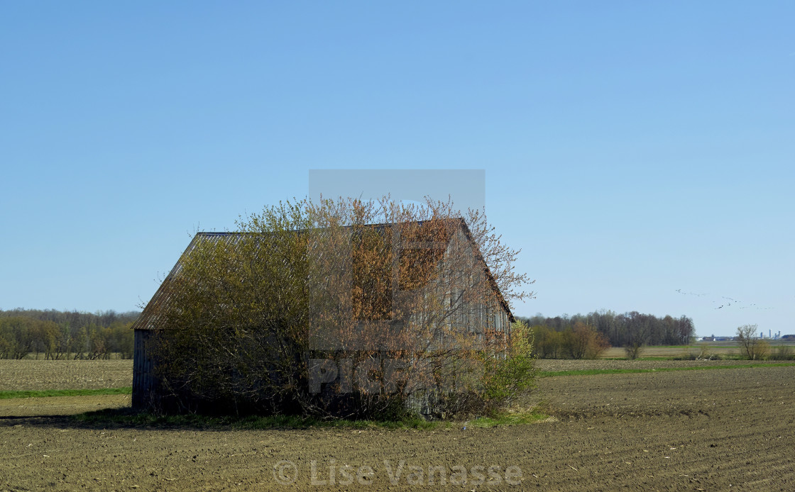 "A barn which is hidden by a tree." by Lise Vanasse - £1.00 "A barn which is hidden by a tree." stock image