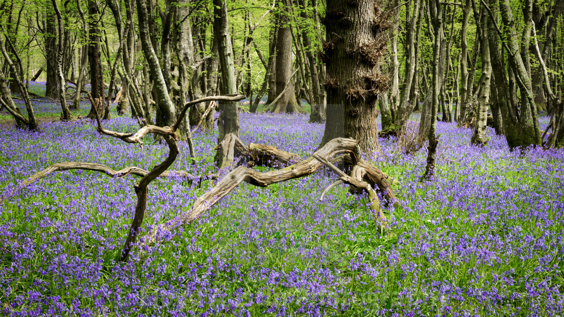 "Blue Velvet" stock image