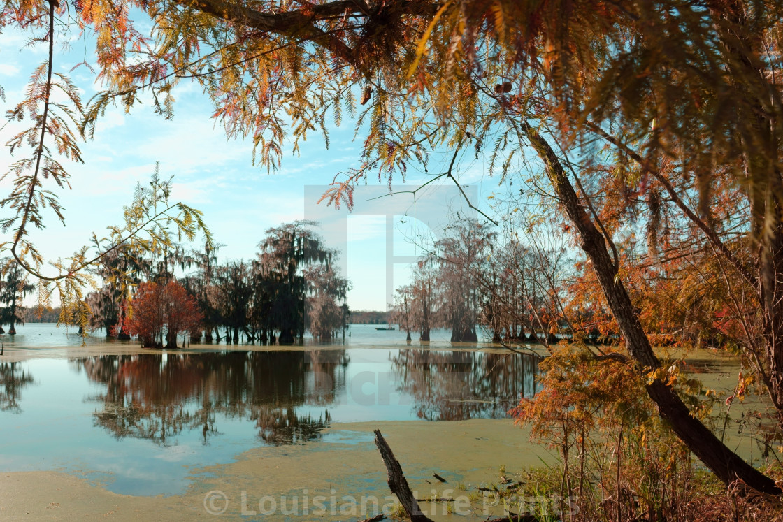 Louisiana Life Prints