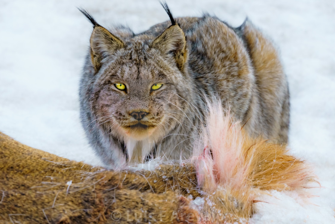 "Lynx Canadensis" stock image