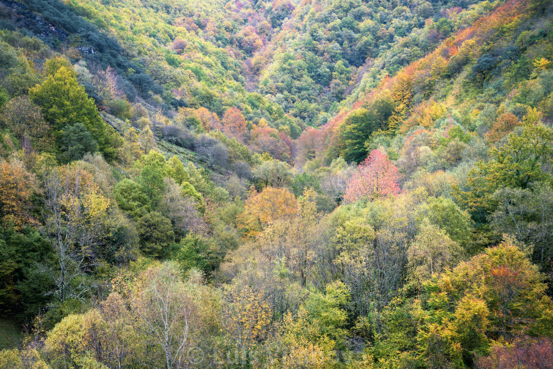 "A small valley flooded with autumnal color" by Luis Vilanova - $15.31 "A small valley flooded with autumnal color" stock image