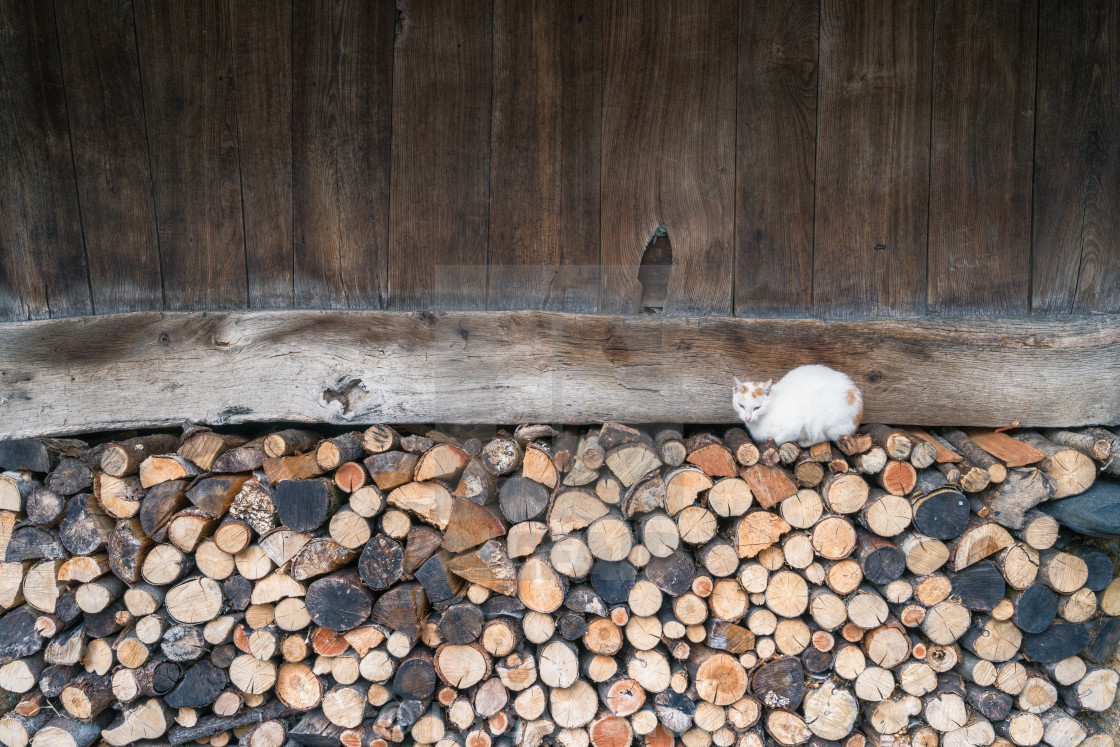 "A cat rests on a pile of firewood under an old wooden barn" by Luis Vilanova - $15.31 "A cat rests on a pile of firewood under an old wooden barn" stock image
