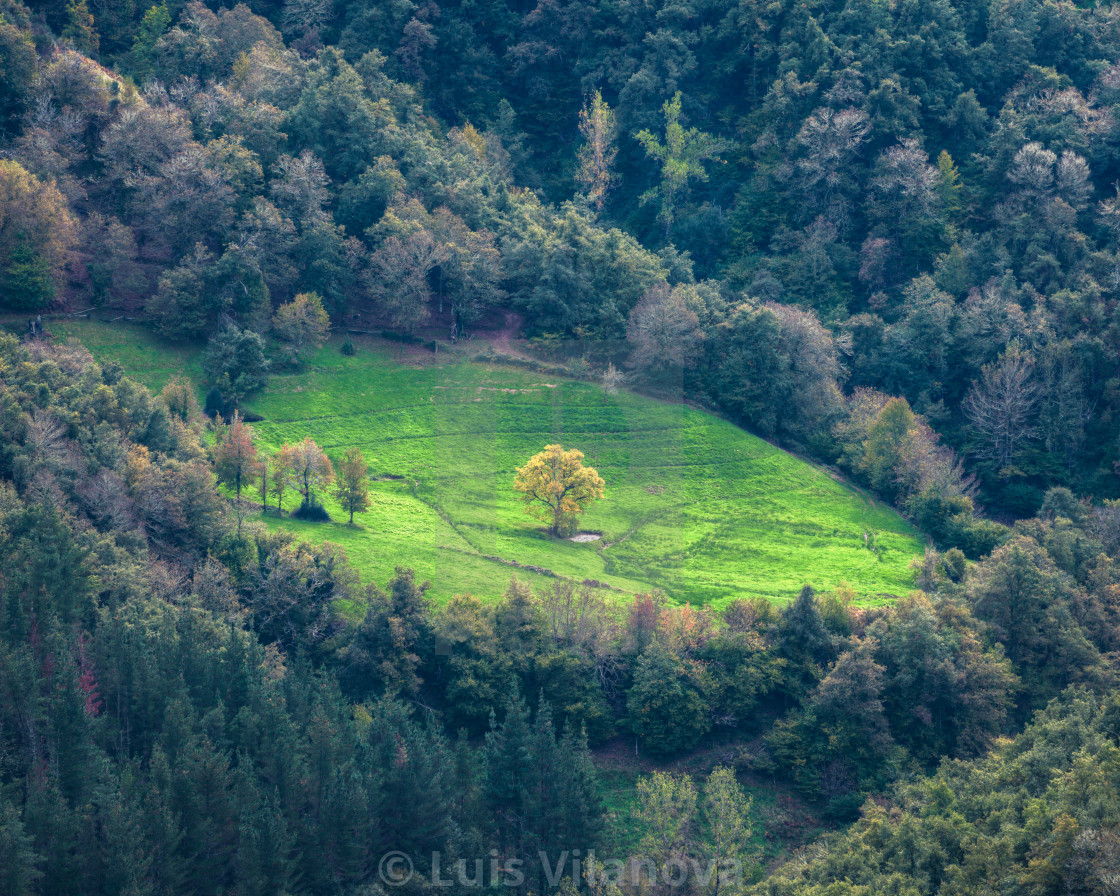 "A tree with yellow foliage next to a pond in the middle of a mea" by Luis Vilanova - $15.31 "A tree with yellow foliage next to a pond in the middle of a mea" stock image