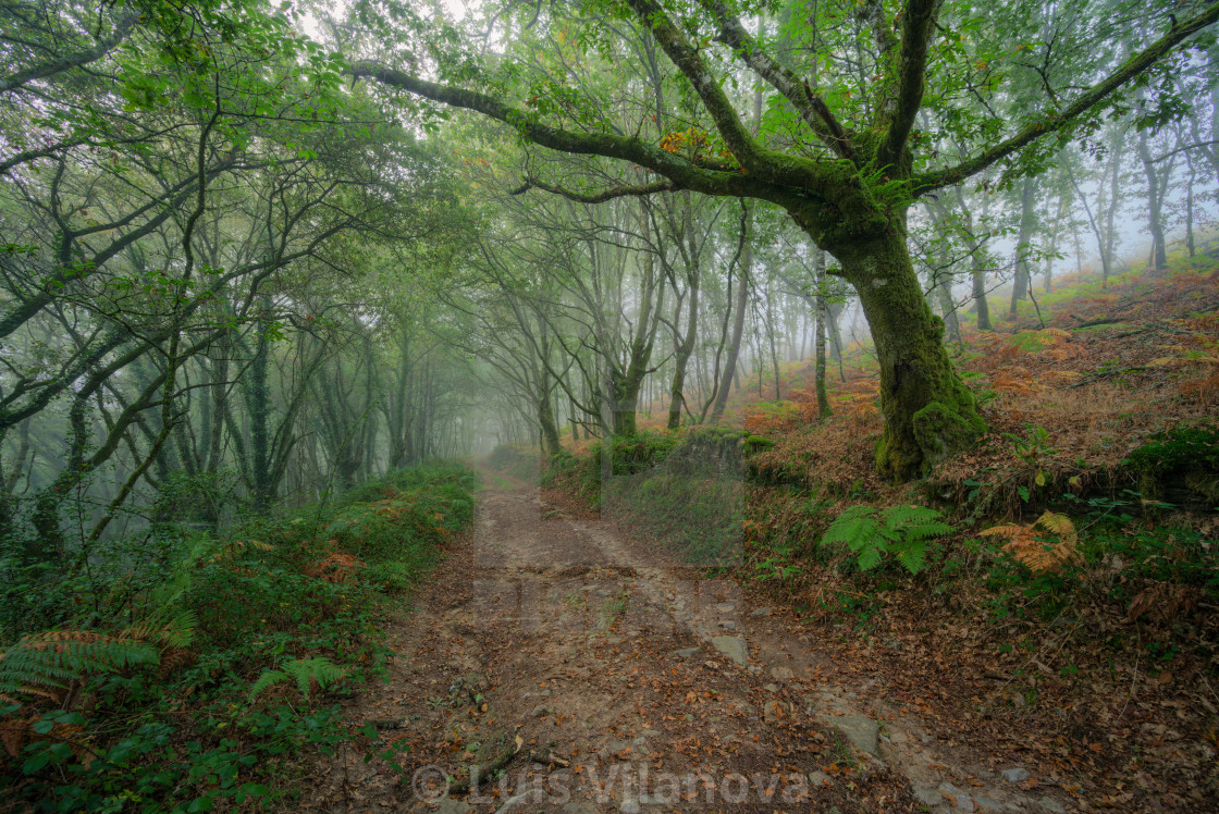 "Agricultural road through an forest in the fog" by Luis Vilanova - $15.31 "Agricultural road through an forest in the fog" stock image