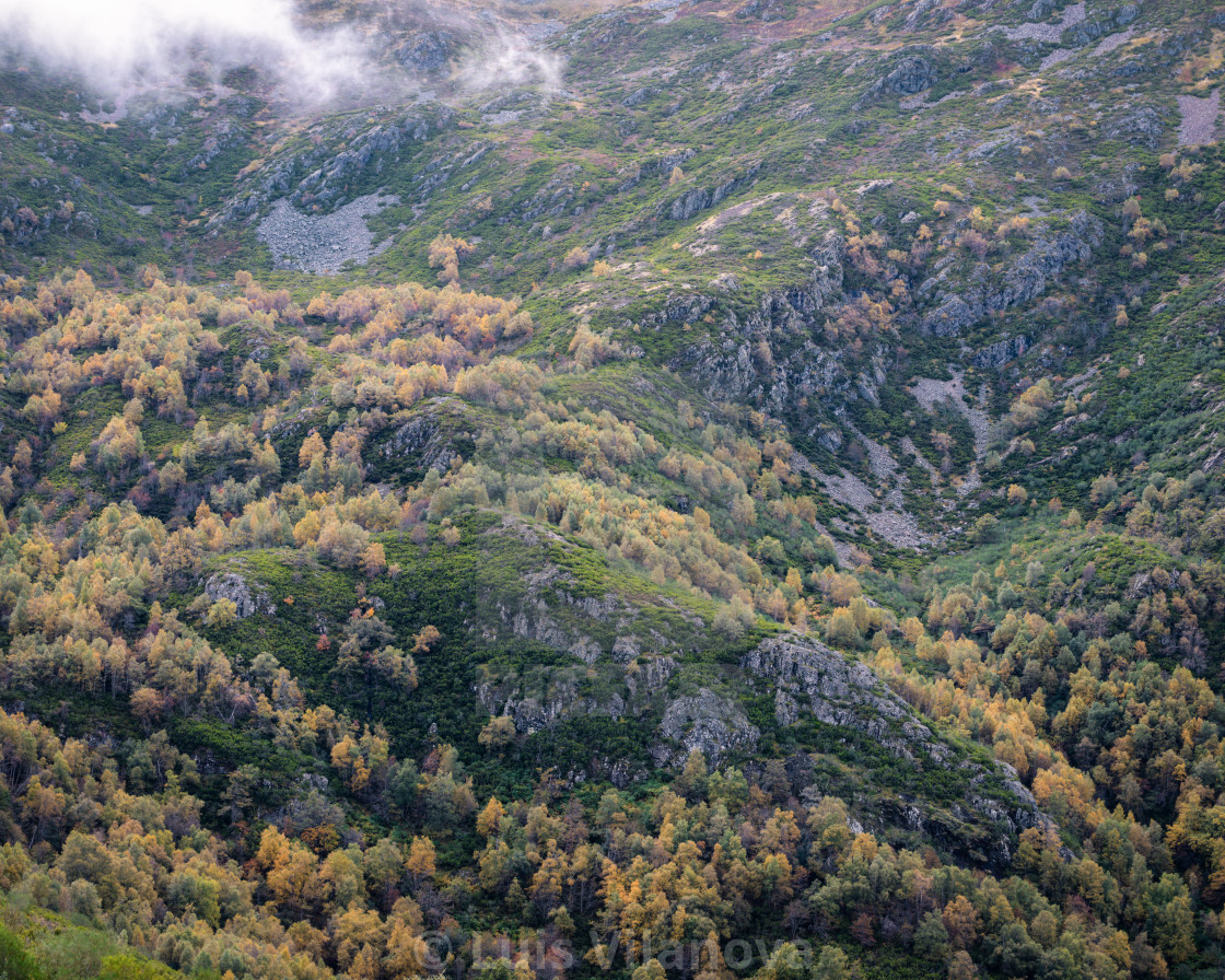 "Autumnal yellow birch trees dot the granite bumps on a mountain" by Luis Vilanova - $15.31 "Autumnal yellow birch trees dot the granite bumps on a mountain" stock image