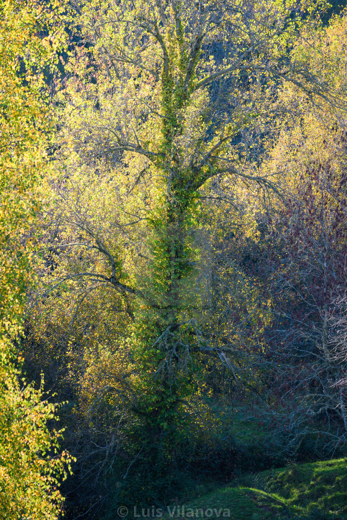 "Back lighting highlights the autumn foliage color of a tree" by Luis Vilanova - $15.31 "Back lighting highlights the autumn foliage color of a tree" stock image