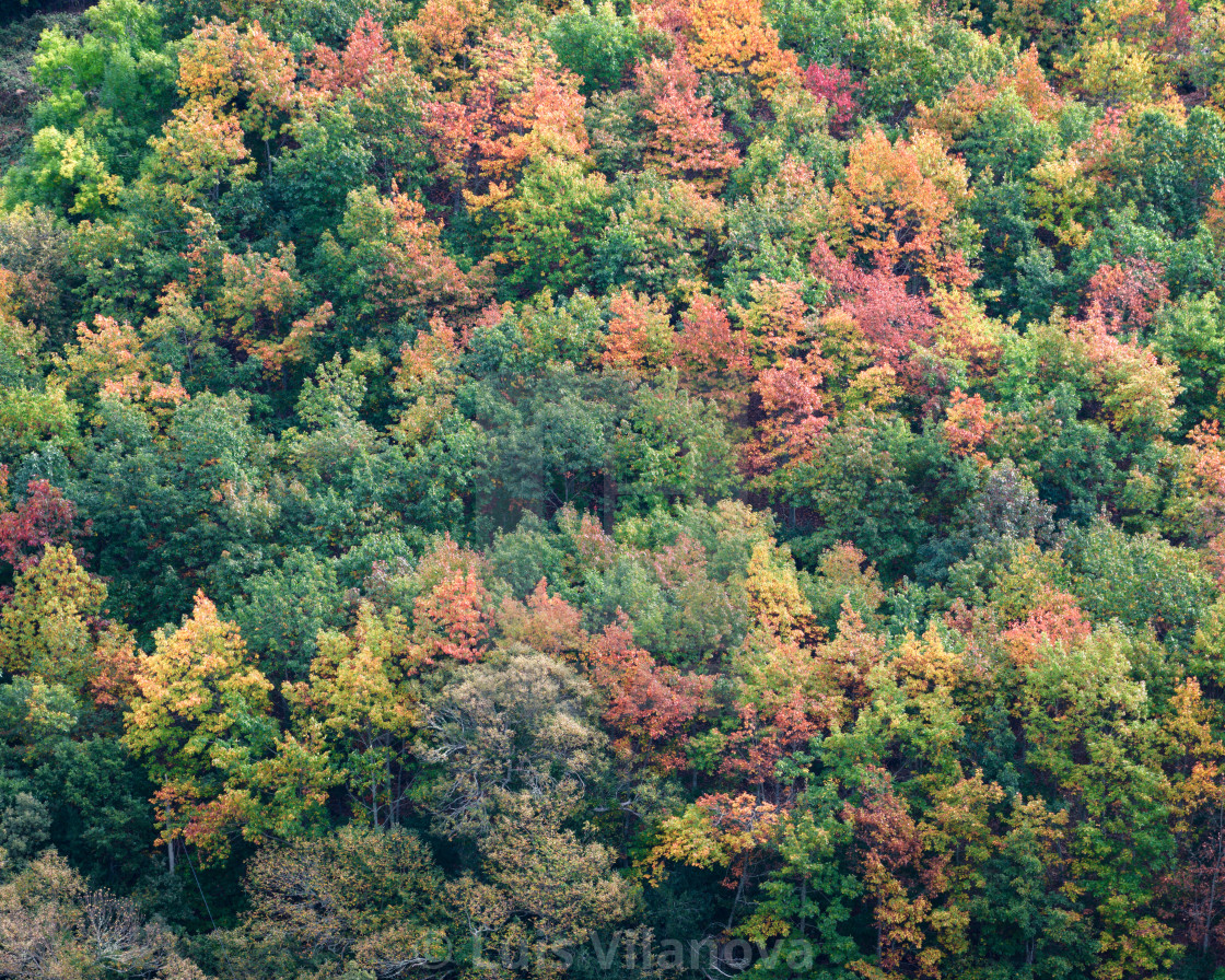 "Colorful mix of tree species in a deciduous forest in autumn" by Luis Vilanova - $15.31 "Colorful mix of tree species in a deciduous forest in autumn" stock image