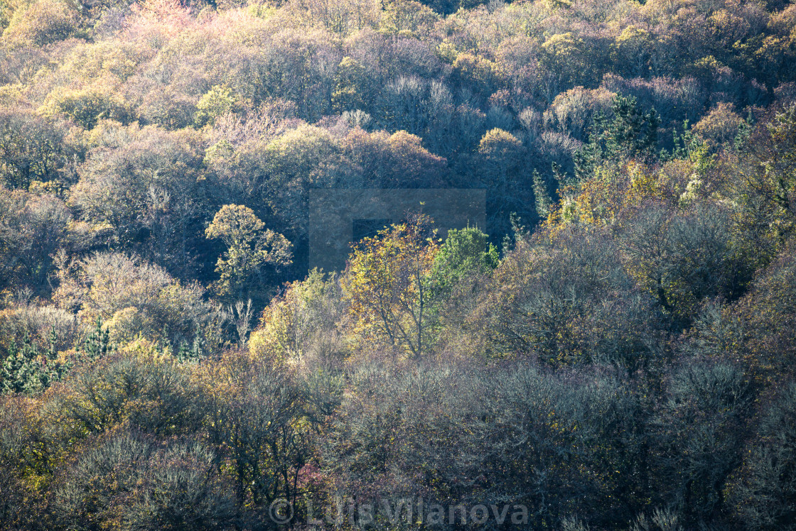 "Delicate autumn light passes through the oak forest in Xistral Abadin Galicia" by Luis Vilanova - $15.31 "Delicate autumn light passes through the oak forest in Xistral Abadin Galicia" stock image