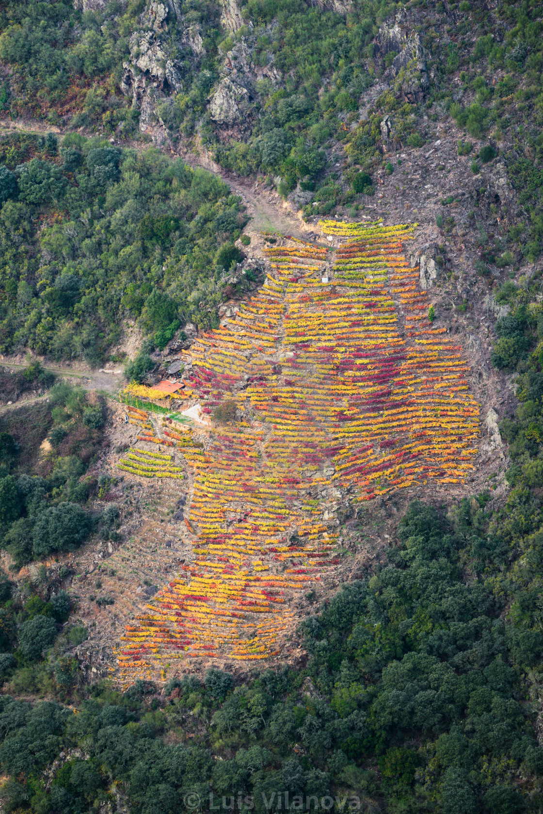 "Beautiful autumnal vineyard terraced on a hillside" by Luis Vilanova - $15.31 "Beautiful autumnal vineyard terraced on a hillside" stock image