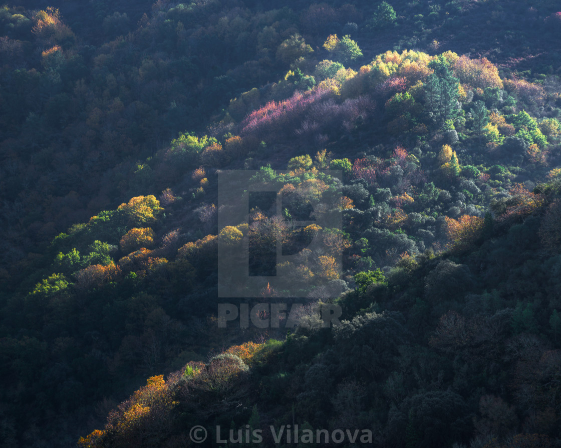 "Colorful combination of tree species in a hillside forest" by Luis Vilanova - $15.31 "Colorful combination of tree species in a hillside forest" stock image