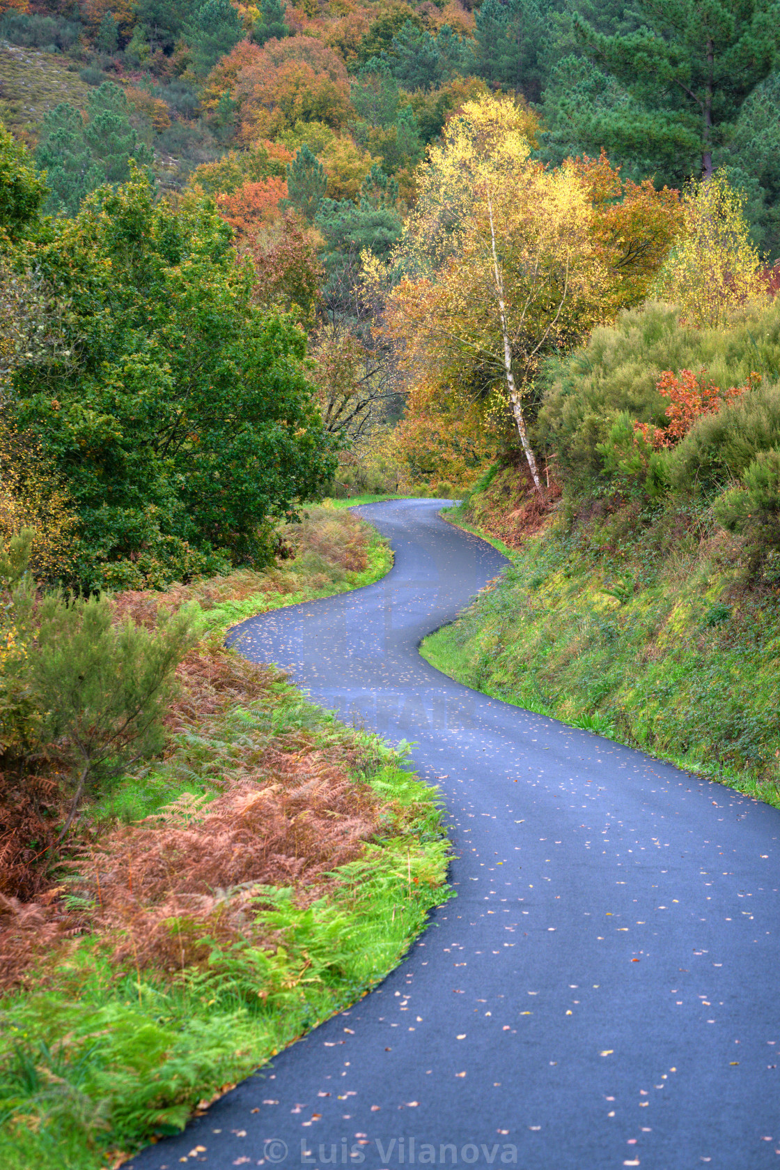 "Curved rural road runs through autumnal landscapes" by Luis Vilanova - $15.31 "Curved rural road runs through autumnal landscapes" stock image