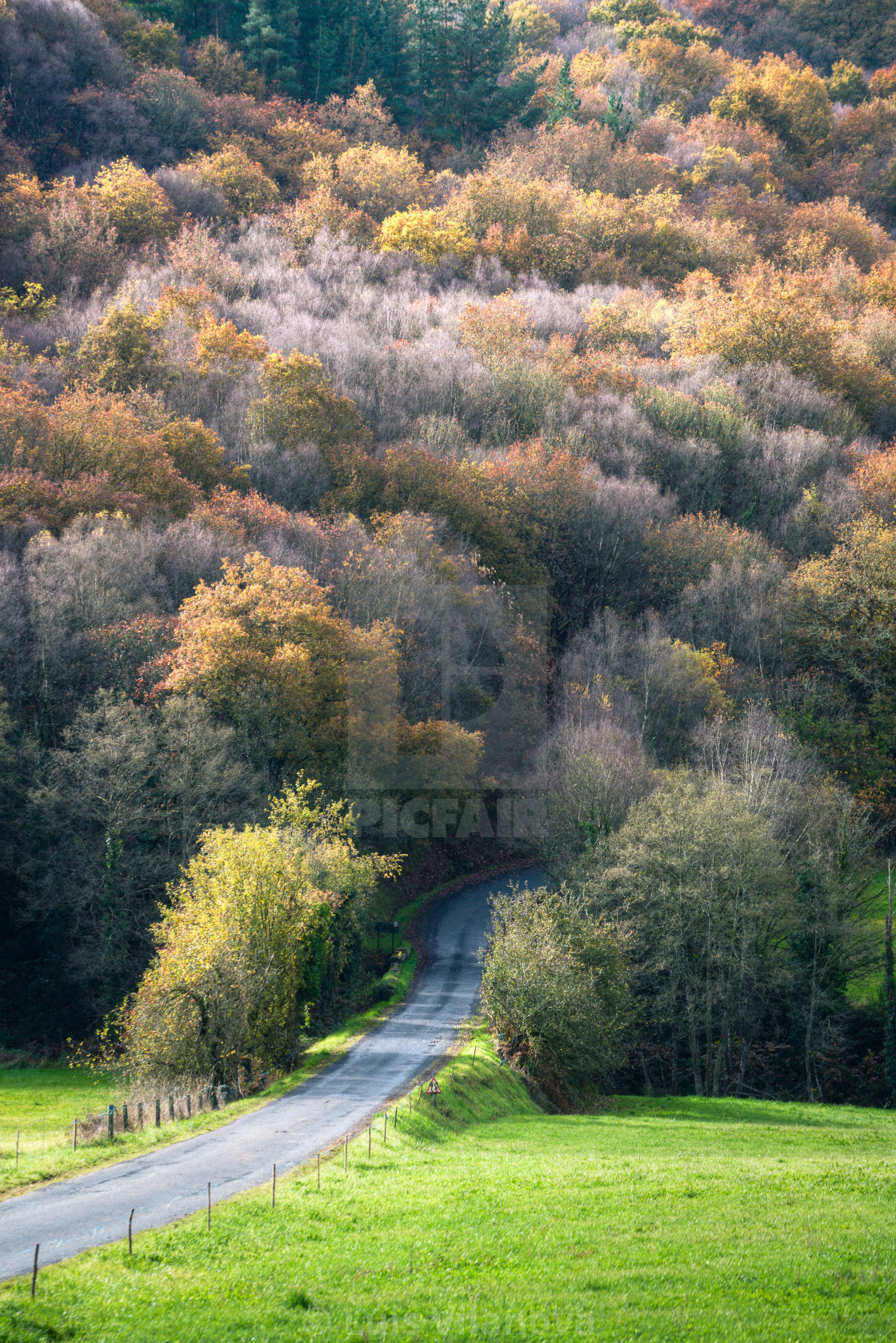 "Country road runs through the meadows and goes into the forest" by Luis Vilanova - $15.31 "Country road runs through the meadows and goes into the forest" stock image