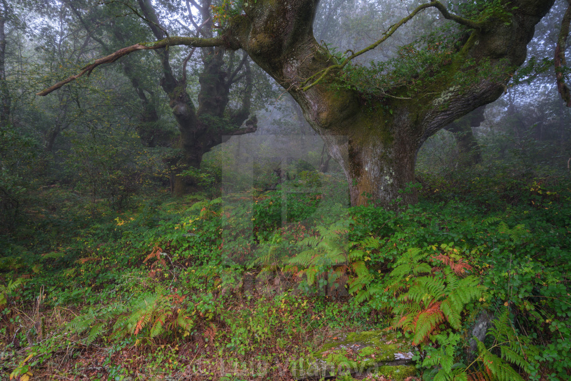 "Huge and majestic hundred year old chestnut tree" by Luis Vilanova - $15.31 "Huge and majestic hundred year old chestnut tree" stock image