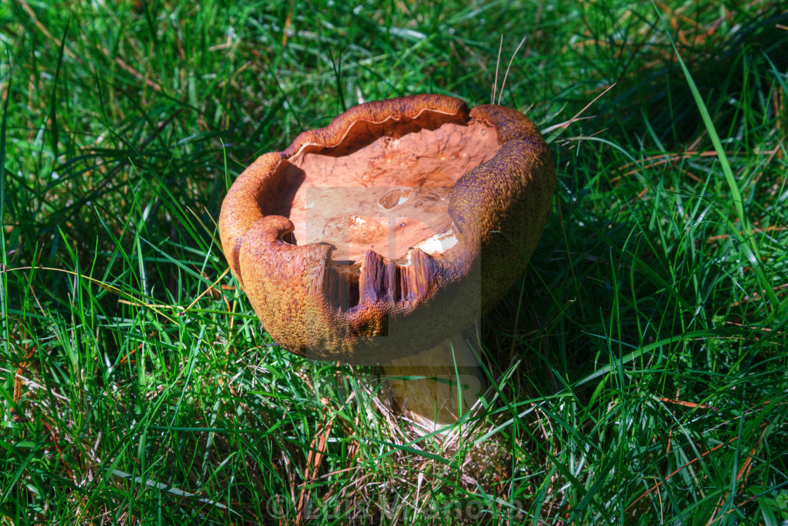 "Mushroom of the genus boletus in a meadow" by Luis Vilanova - $15.31 "Mushroom of the genus boletus in a meadow" stock image