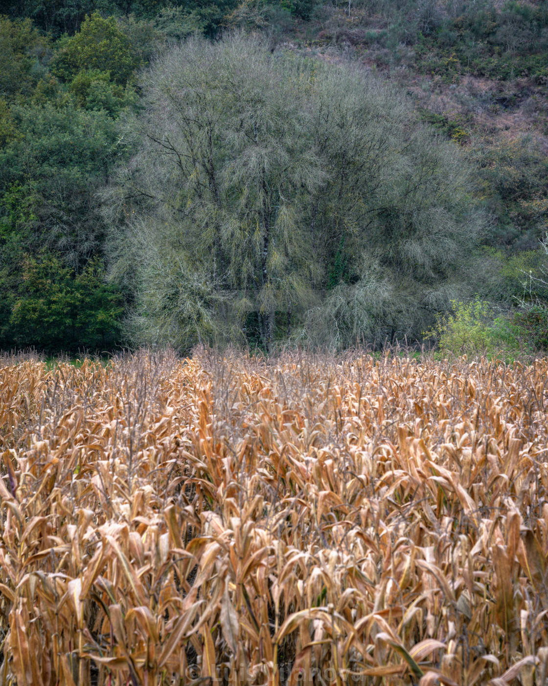 "Leafless tree in late autumn behind a dry corn field" by Luis Vilanova - $15.31 "Leafless tree in late autumn behind a dry corn field" stock image