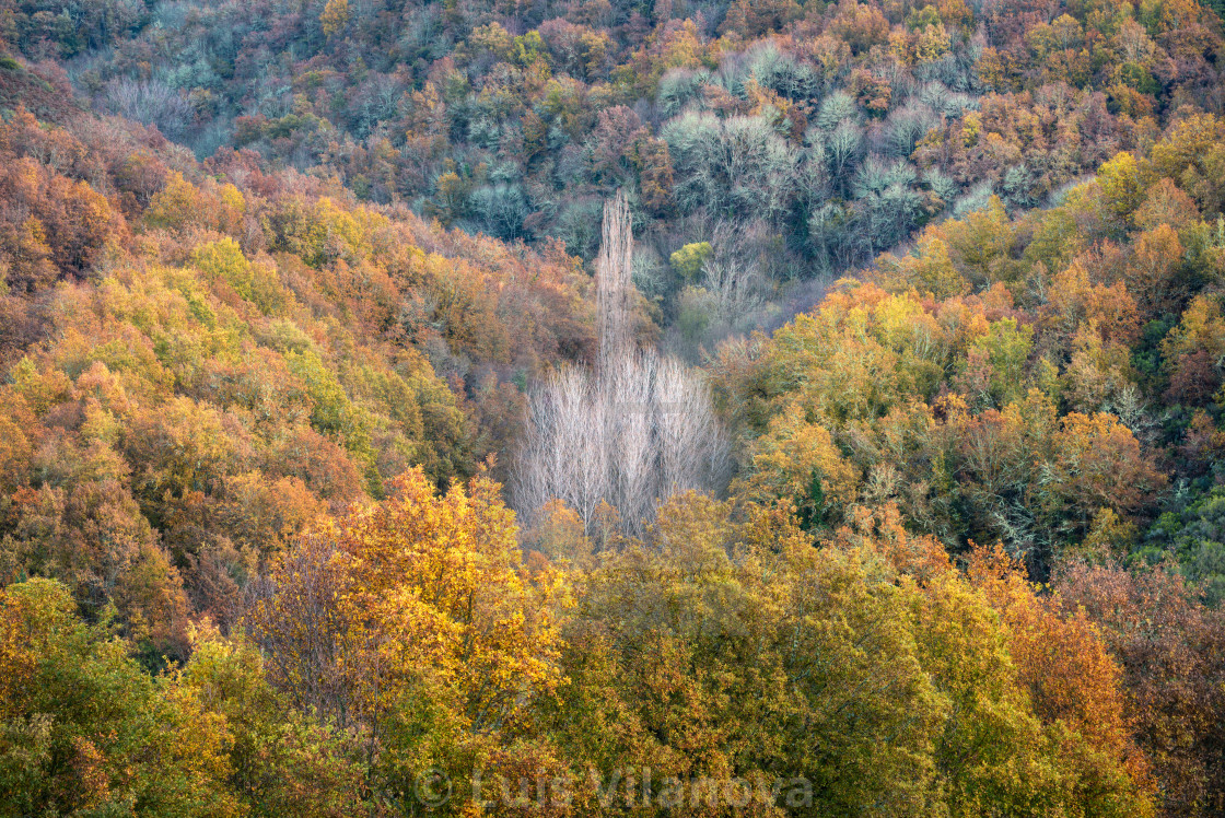 "Leafless poplars emerge between valleys of oak and chestnut tree" by Luis Vilanova - $15.31 "Leafless poplars emerge between valleys of oak and chestnut tree" stock image