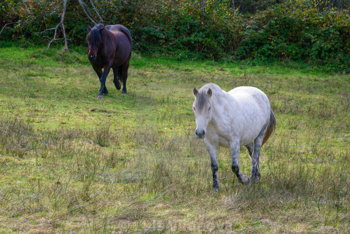 "White horse and black mare walk through a green meadow" by Luis Vilanova - $15.31 "White horse and black mare walk through a green meadow" stock image